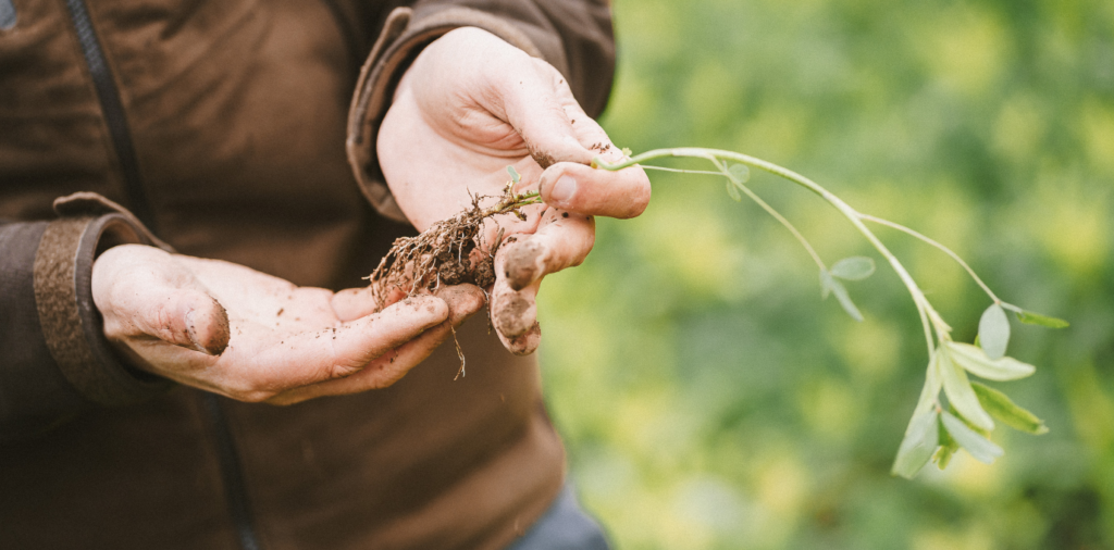 A farmer shows the root structure of a regeneratively-farmed plant