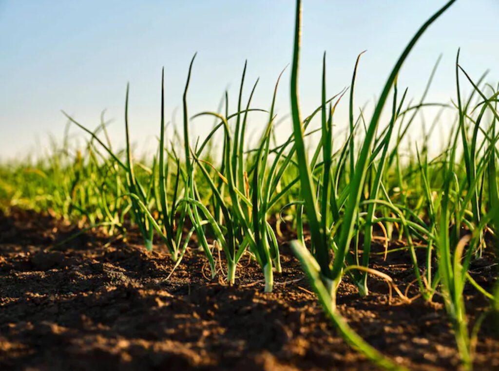 An image of crops growing in a field